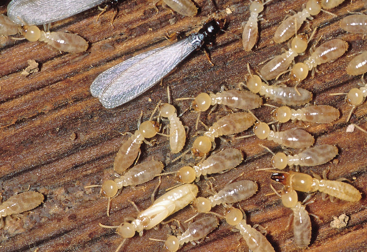 Termite Inspection & Treatment | Columbus Indiana