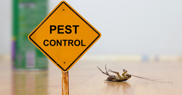 Why Pest Control Works for Your Home | Eco-Max - Eco Max