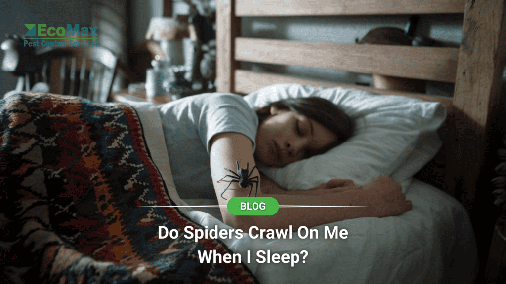 Do Spiders Crawl On Me When I Sleep