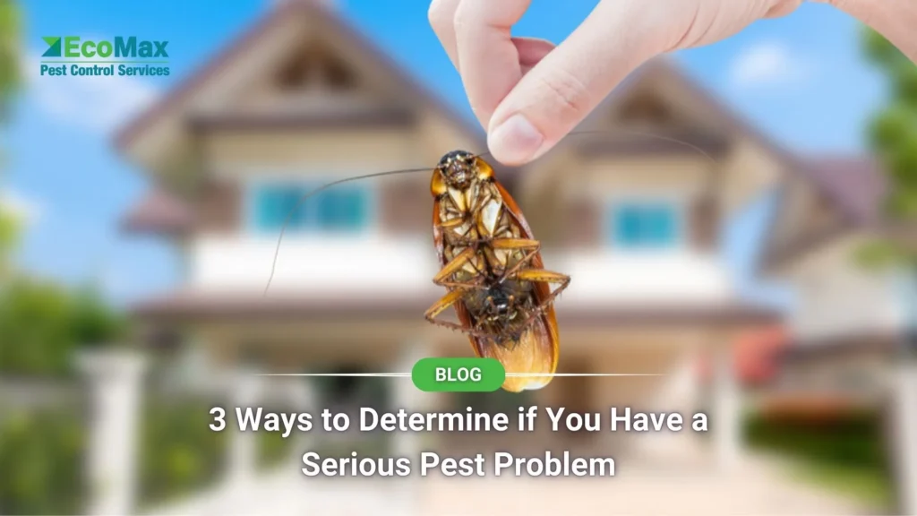 3 Ways to Determine if You Have a Serious Pest Problem