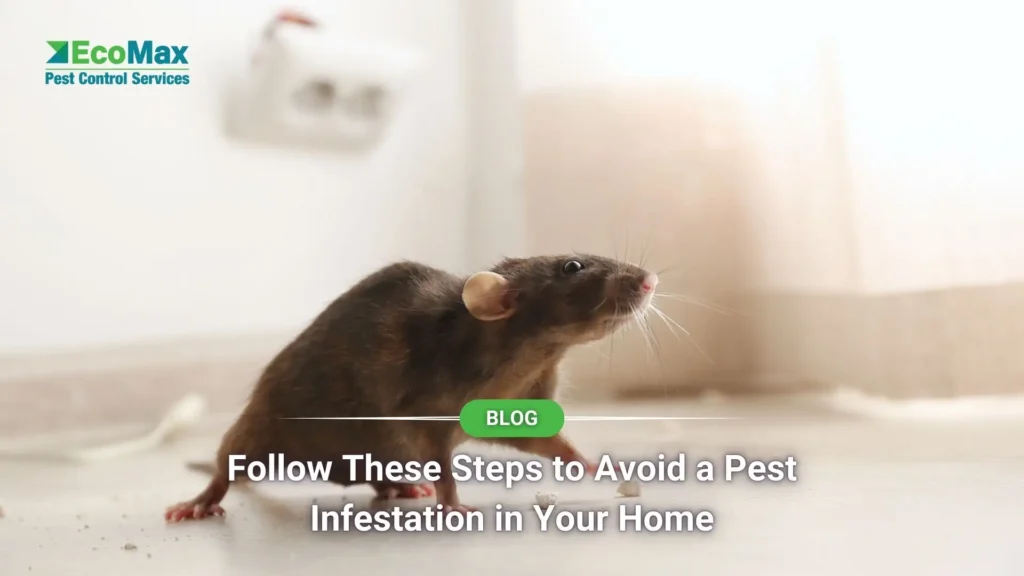 Follow These Steps to Avoid a Pest Infestation in Your Home