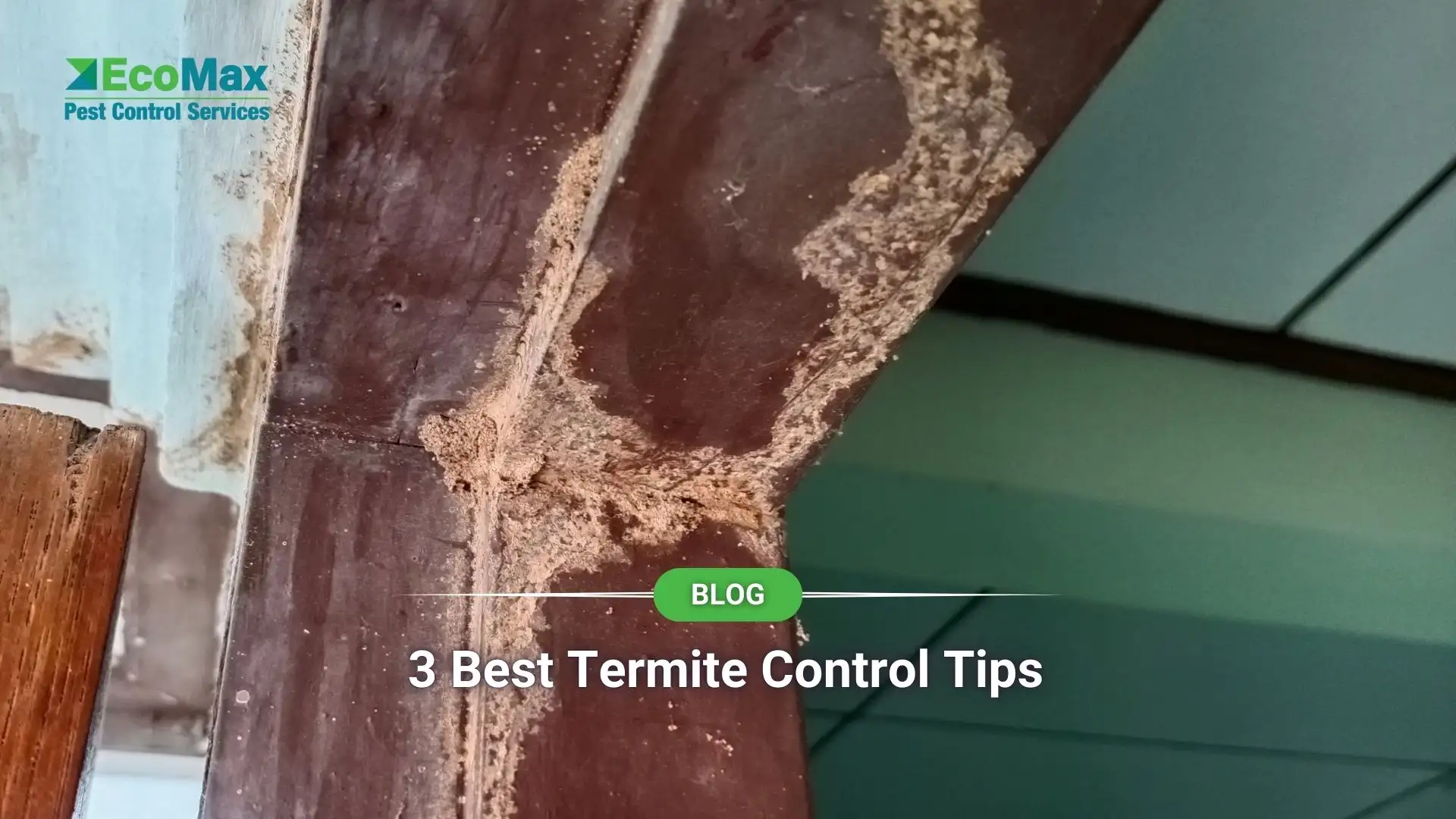 3 Best Termite Control Tips