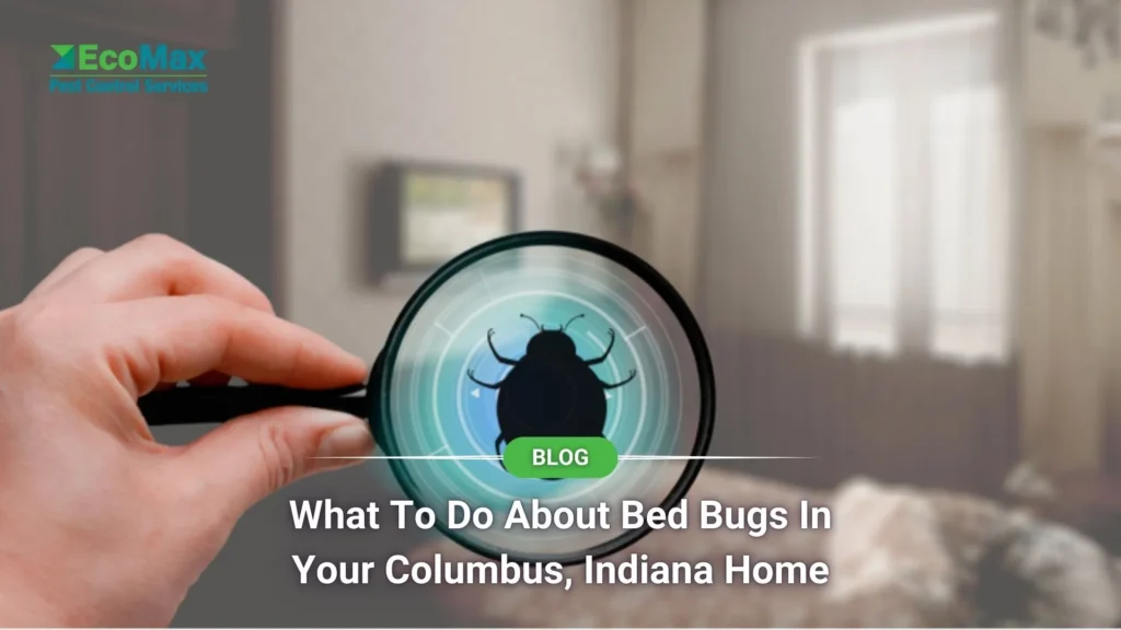 What to Do About Bed Bugs in Your Columbus, Indiana Home