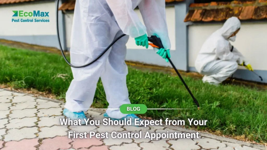 What You Should Expect from Your First Pest Control Appointment