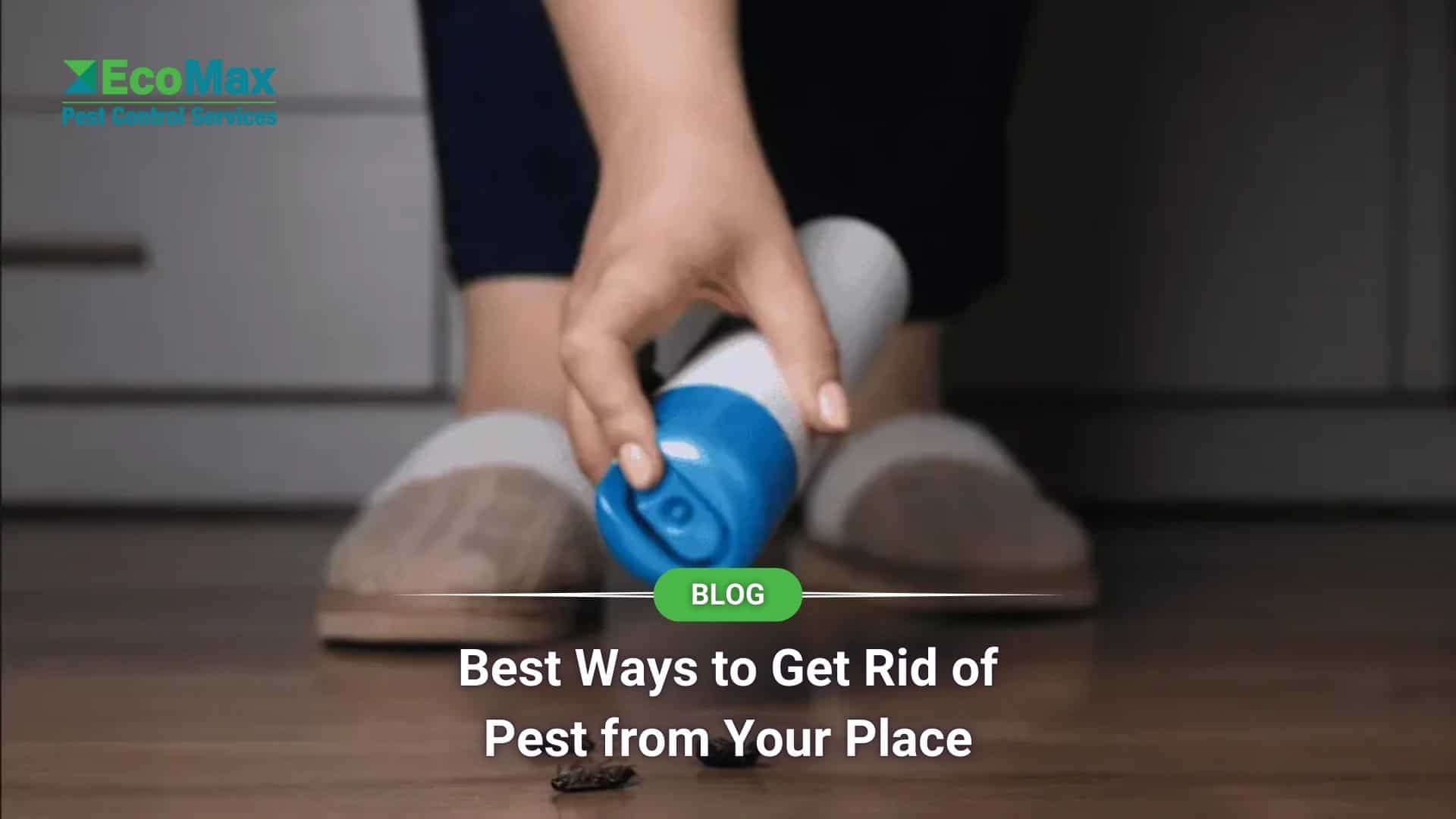 Best Ways to Get Rid of Pest from Your Place