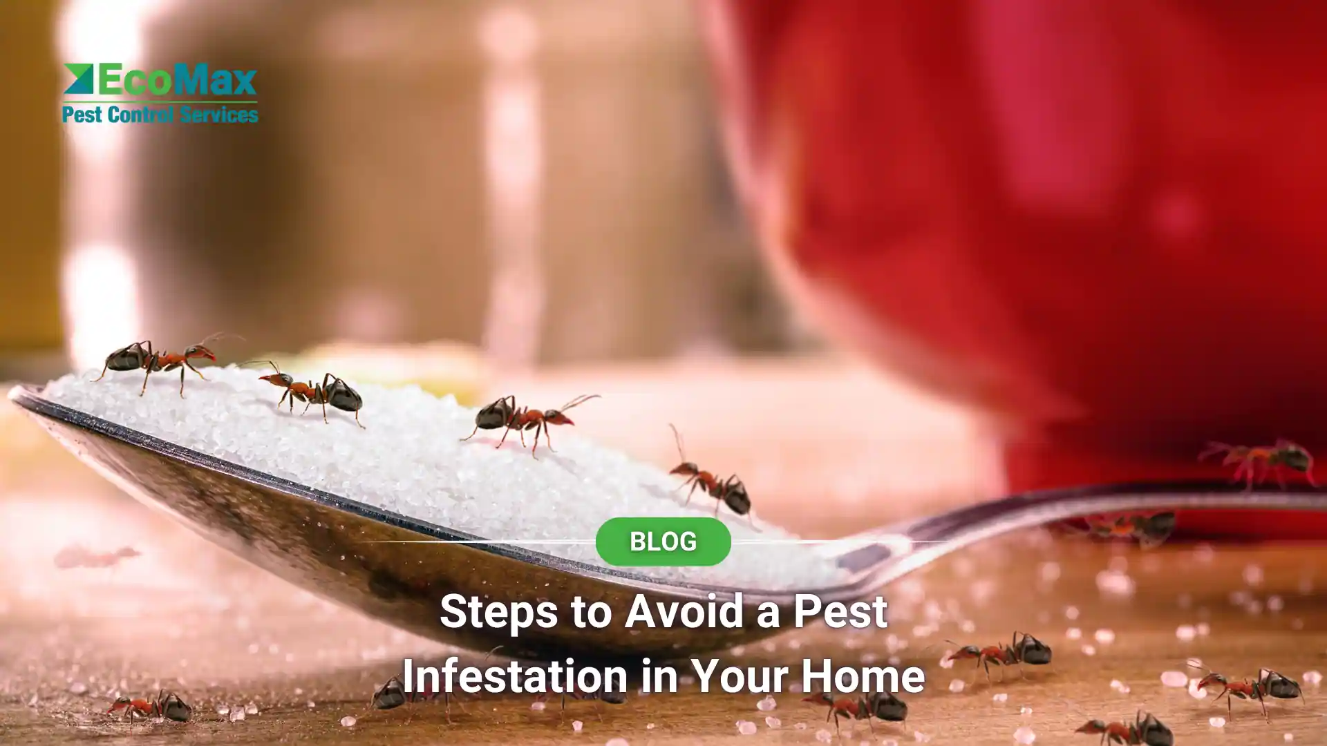 Steps to Avoid a Pest Infestation in Your Home